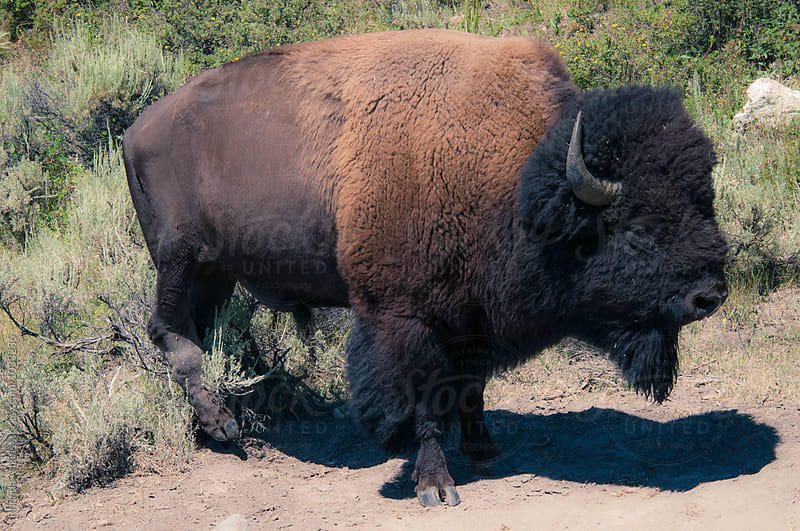 Bull Bison in Yellowstone Park