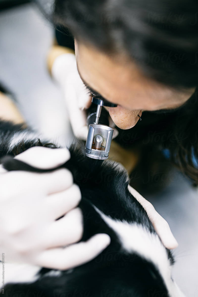 Female veterinary checking ear of dog