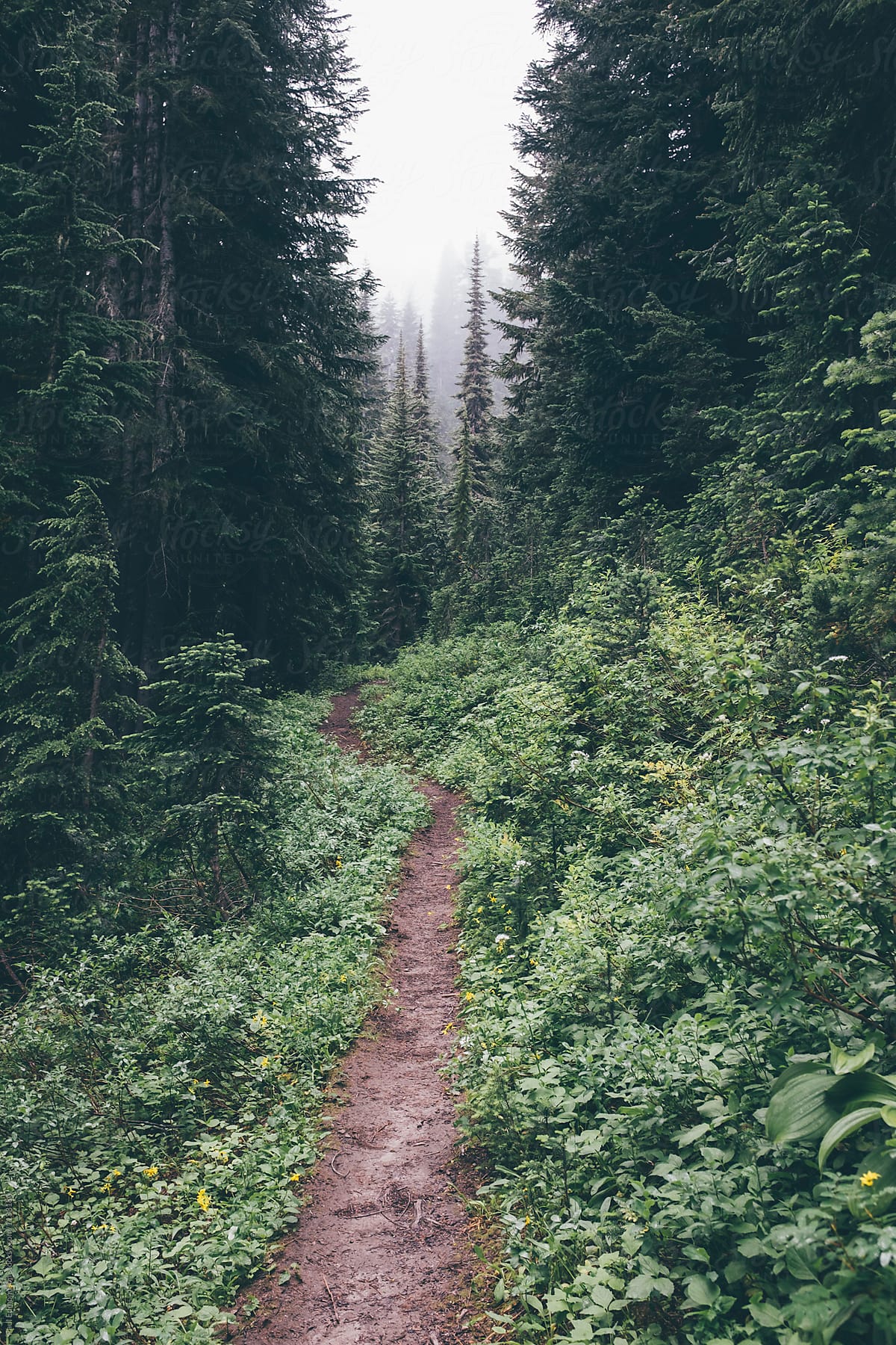 Hiking trail through forest, North Cascades, WA