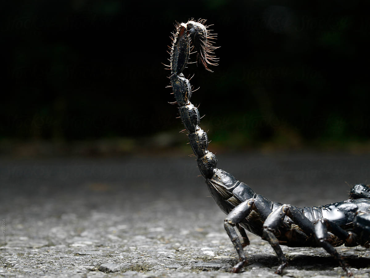Stinger of a scorpion seen on a road in Thailand.