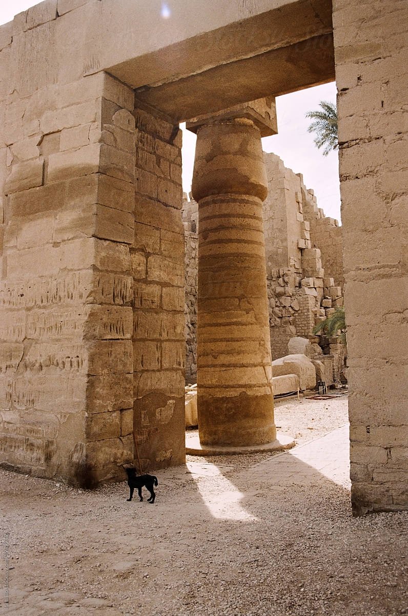 A dog walks among the columns of an ancient Egyptian temple