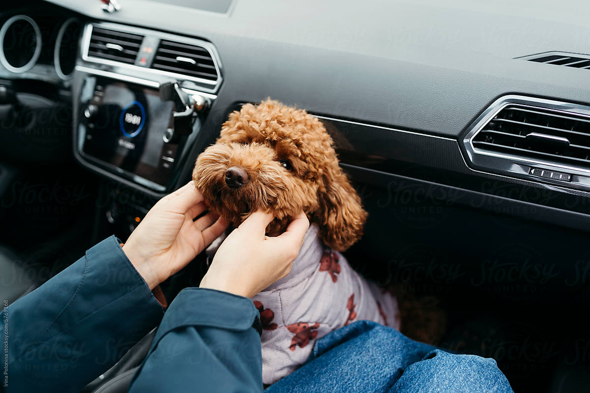 Dog travels with faceless owner in car.