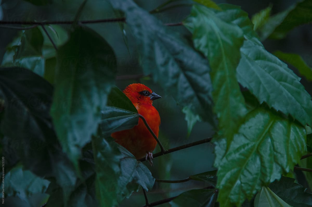 Small Red Exotic Bird