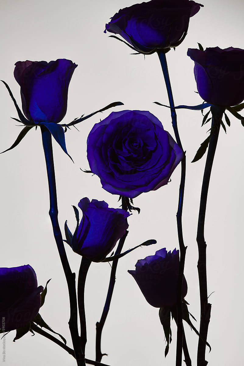 group of blue roses in contrasting light and shadow