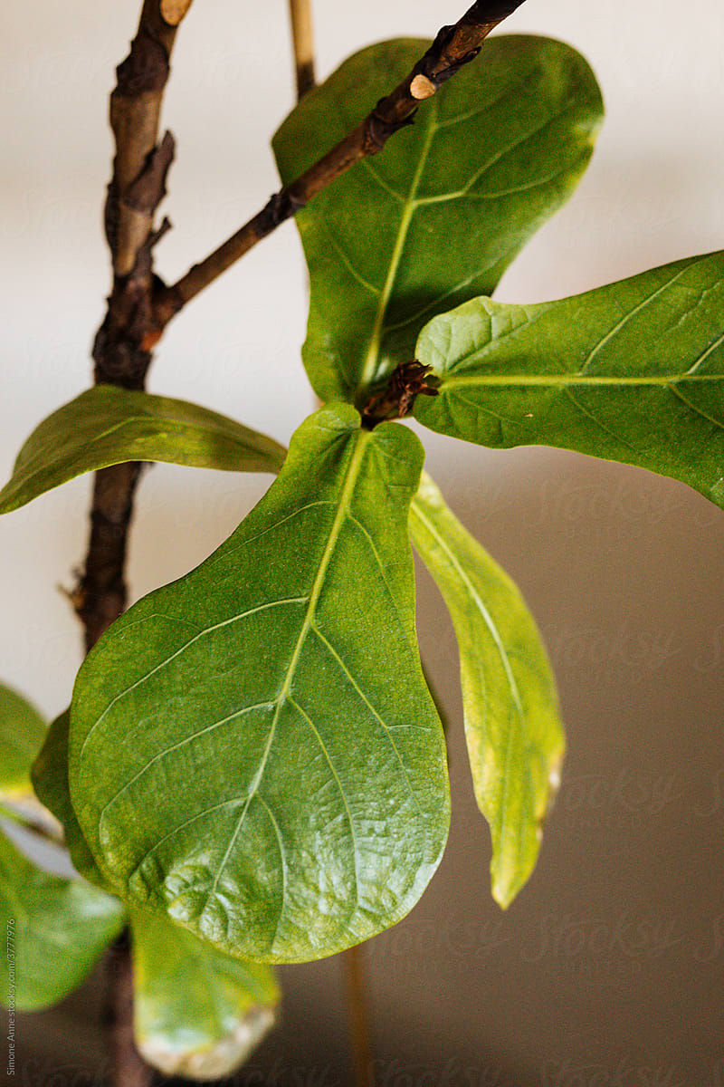 New leaves growing on a fiddle leaf fig
