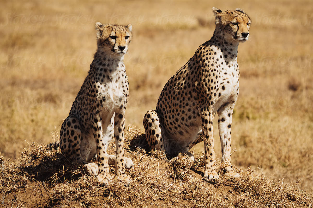 Cheeta in Serengeti
