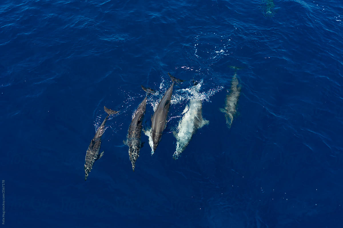 spinner dolphins from teh air at Komodo National Park