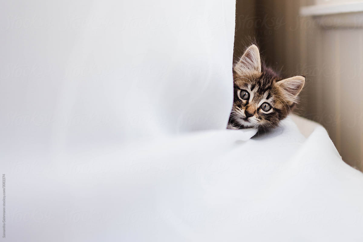 Kitten peering around a corner
