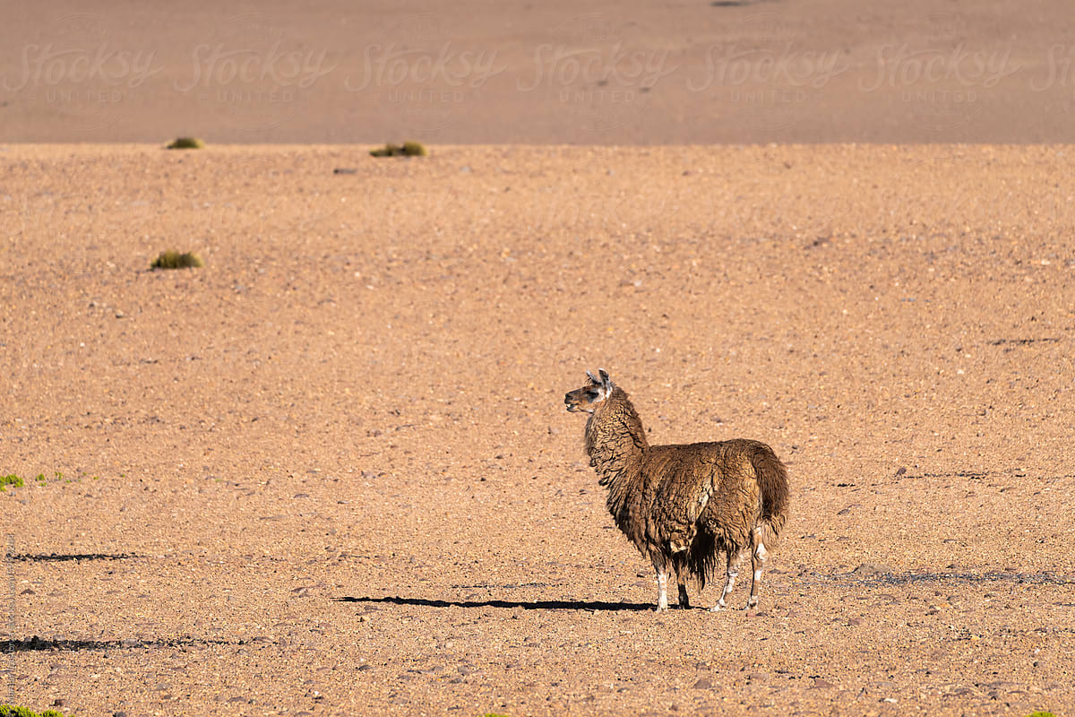 Wild Llama In Atacama Desert