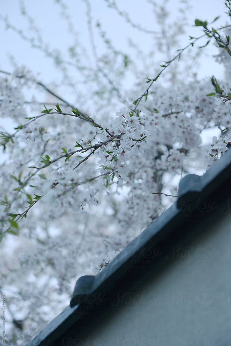 Close up beautiful cherry blossom. Japan\'s journey