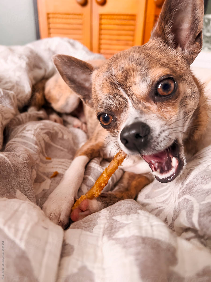 Chihuahua dog chewing dog treat chew