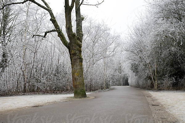 Bare Evergreen Branches Against A Neutral Background by Stocksy