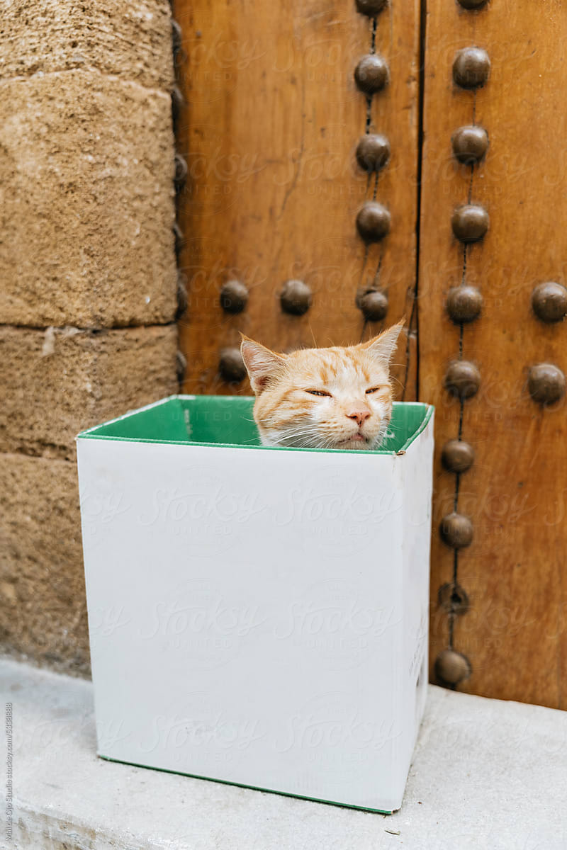 Cat peeking out of a box