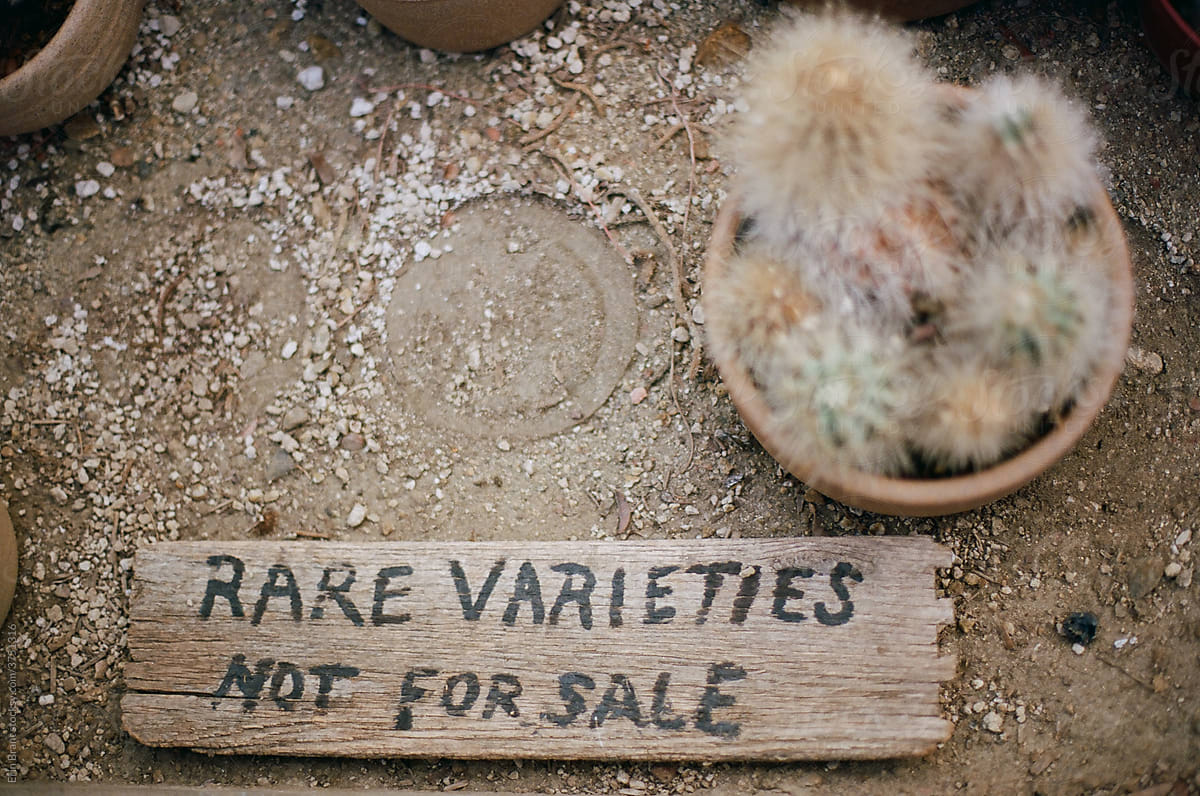 Wooden sign next to Hairy Cactus