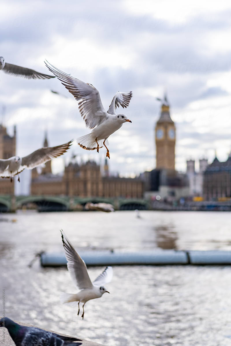 Birds flying along the river in London