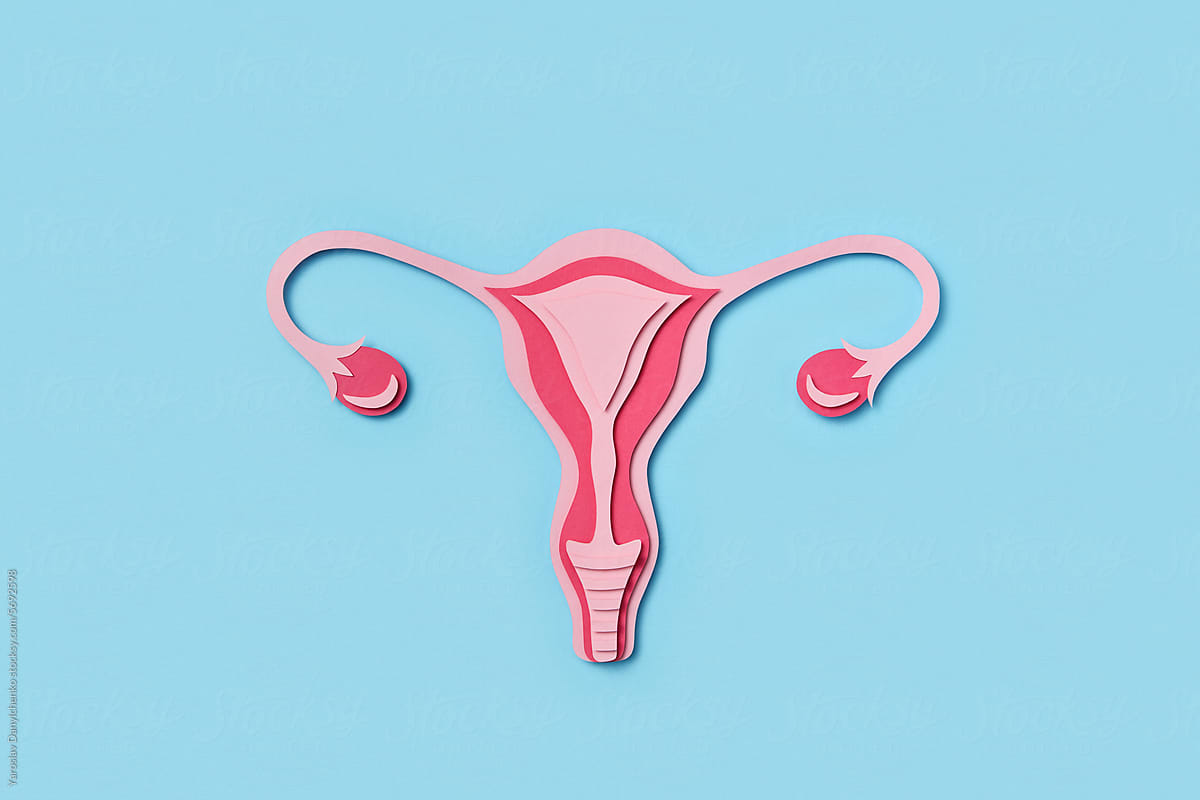Paper anatomical structure of female uterus on light blue background