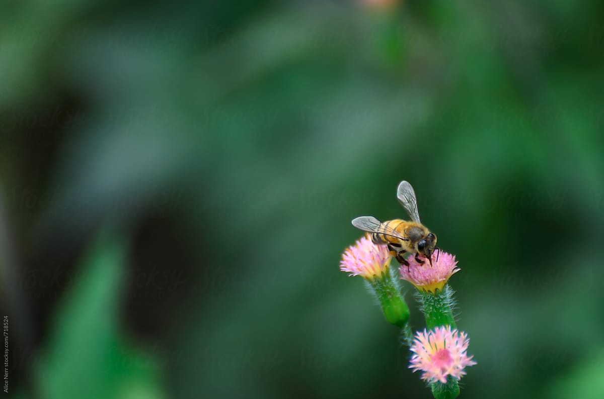 Honeybee on pink dandelion