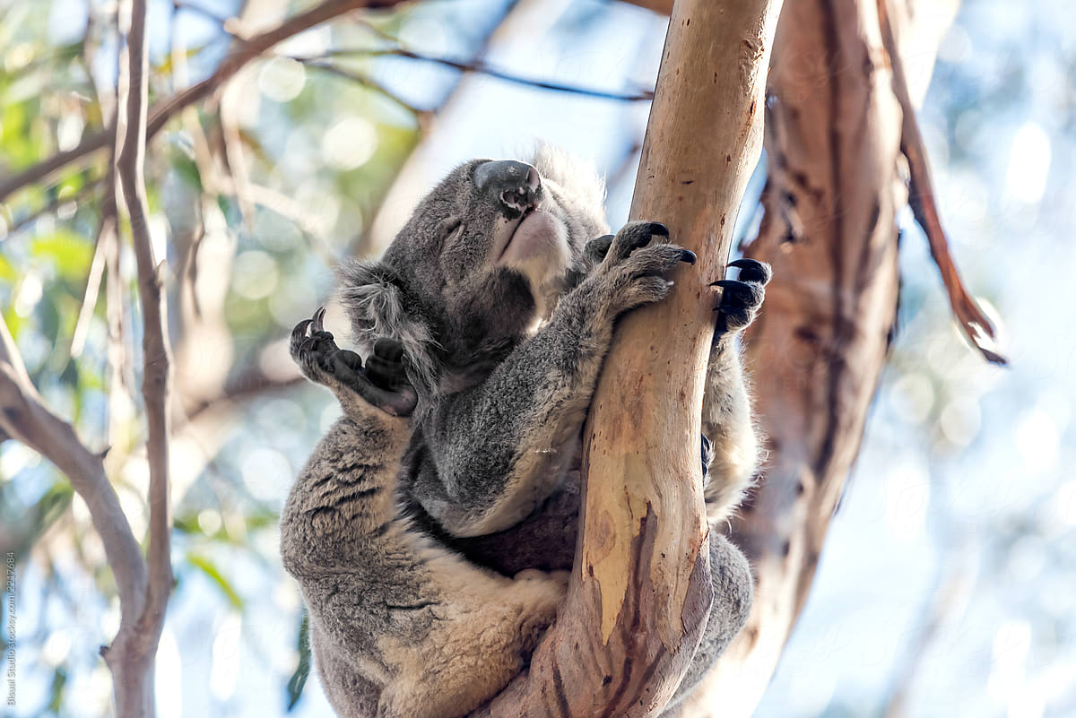 Koala on a tree near the Great Ocean Road
