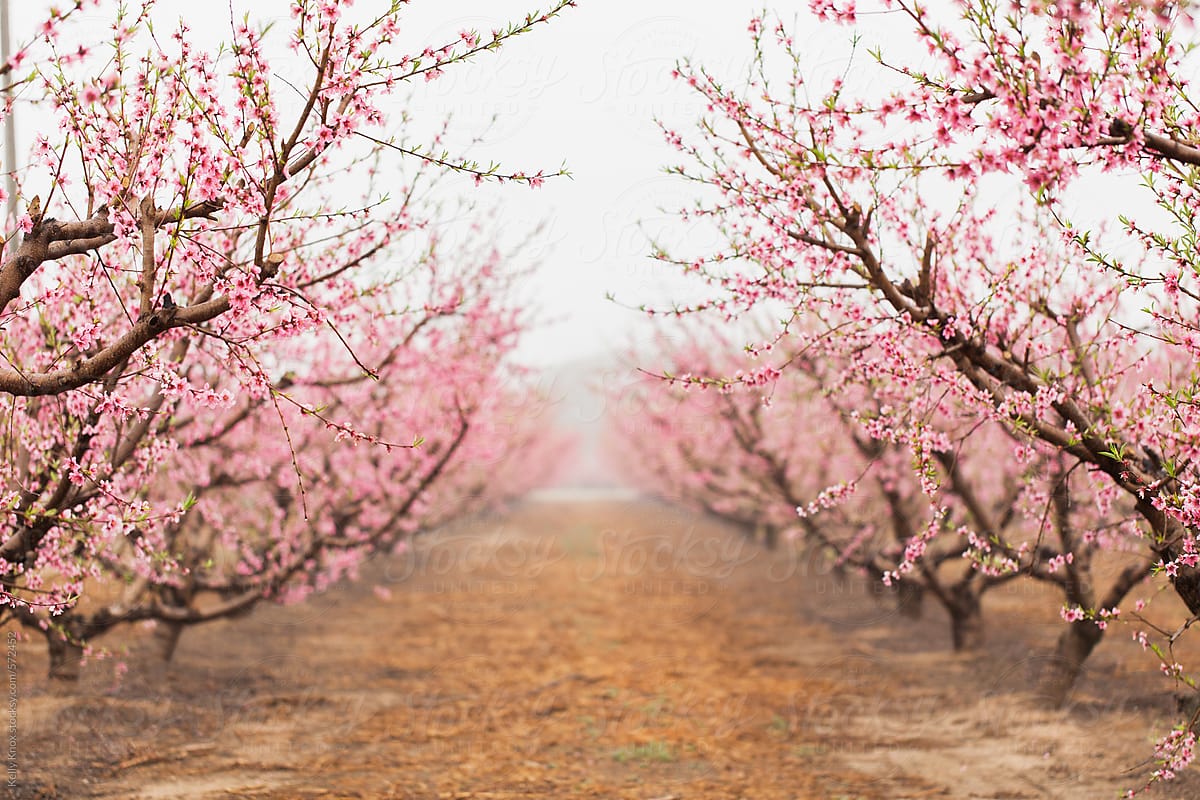 rows of peach trees in an orchard