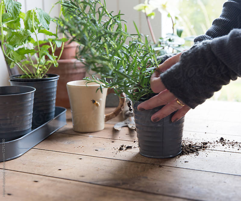 Herb plants being potted-on. by Helen Rushbrook - Gardening - Stocksy ...