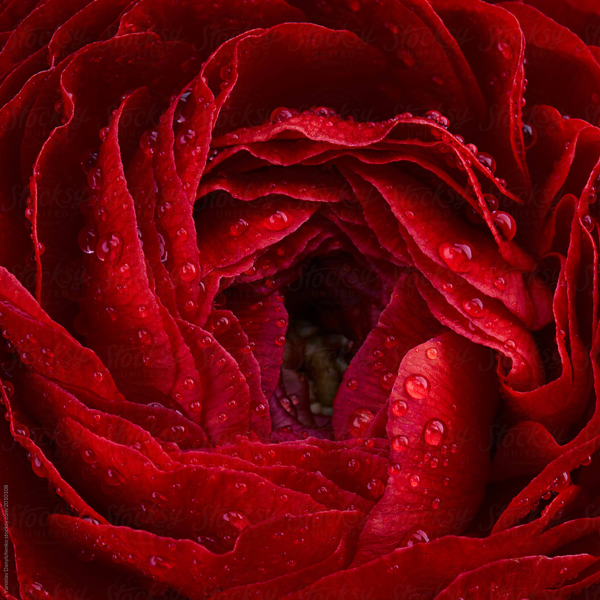 Close-up of the Ranunculus. Floral background from red buttercup, spring time