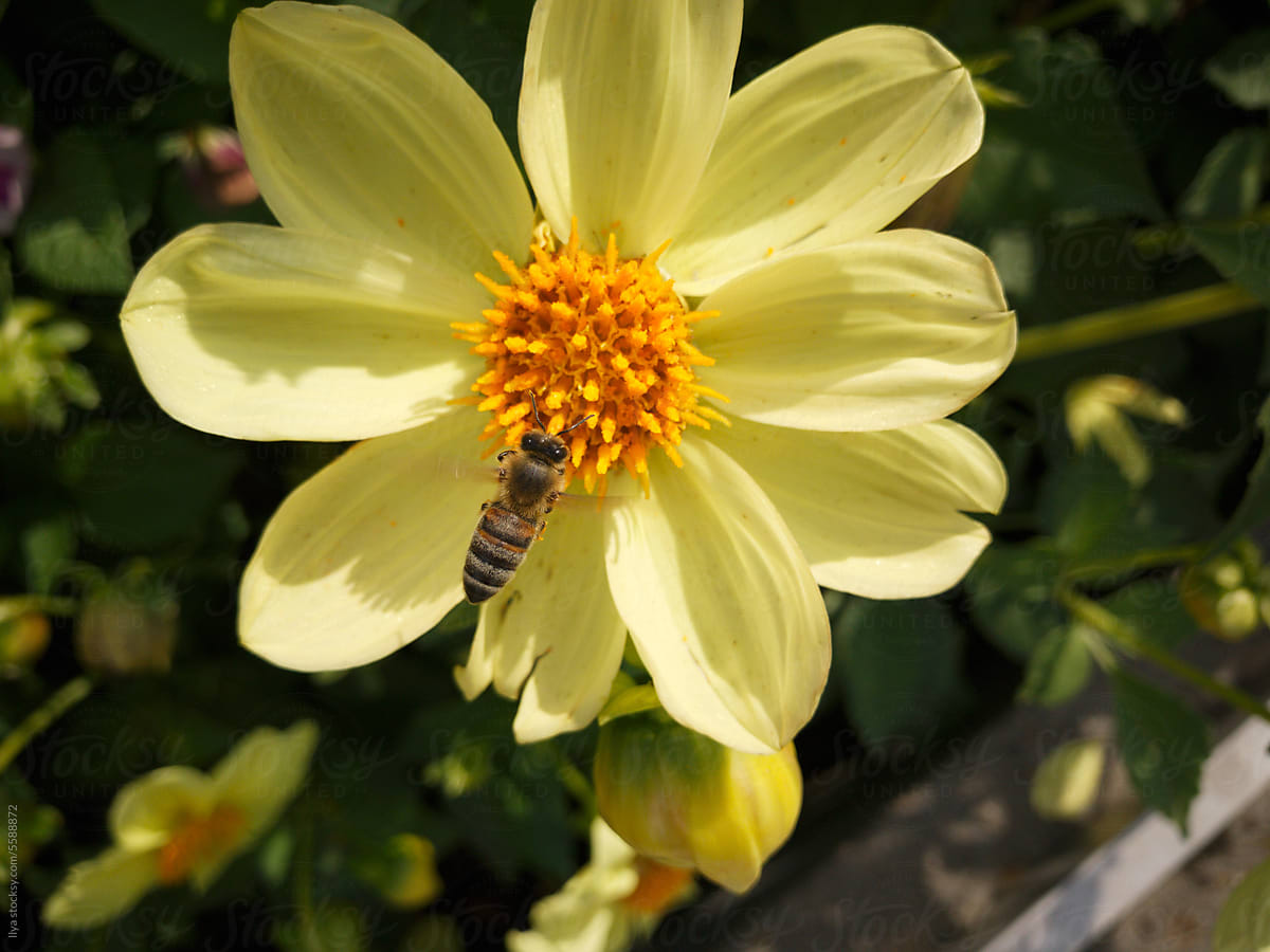 Summer nature flower bee closeup