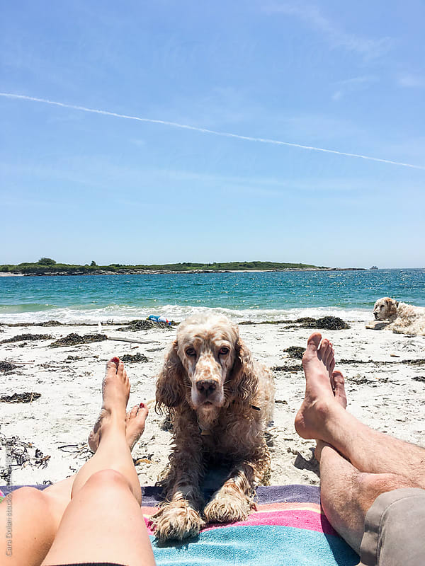 Couple relaxes on the beach with their dog