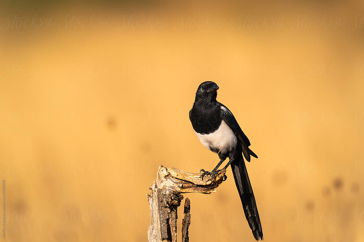 Young Eurasian Magpie Perched On A Branch