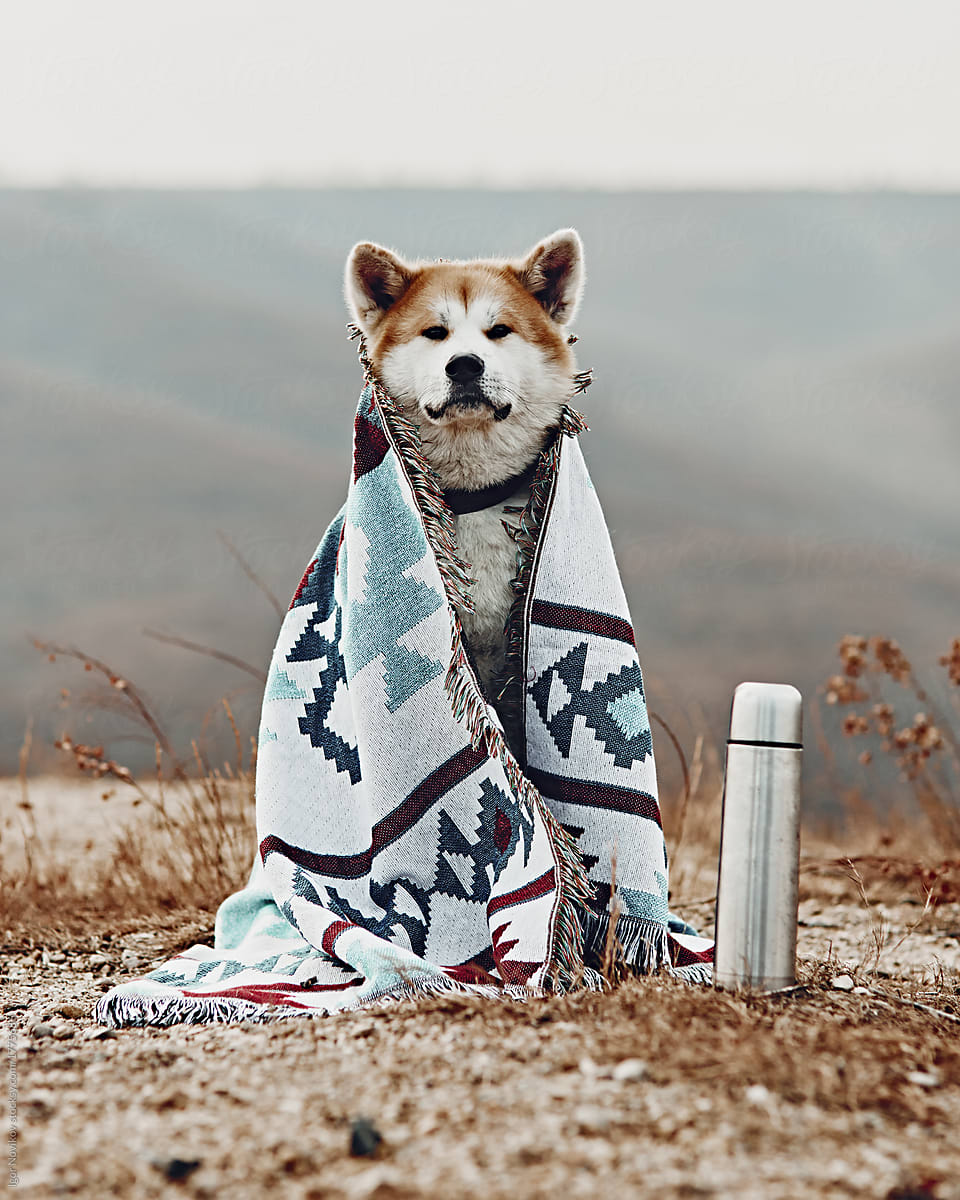 Portait Of Akita Inu Dog Covered With Blanket By Igor Novikov Cute