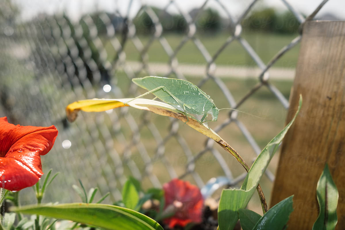 Walking leaf insect