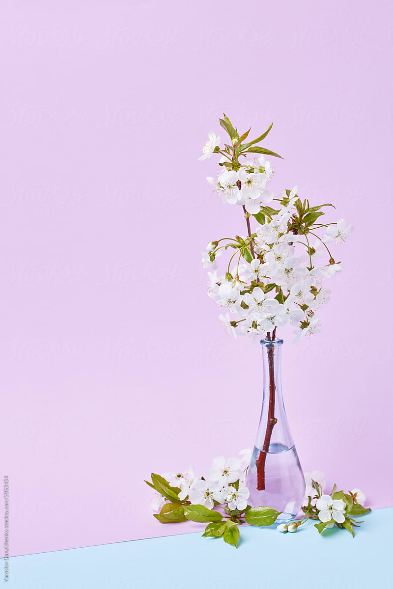 Blooming cherry branch in a glass vertical transparent bottle on