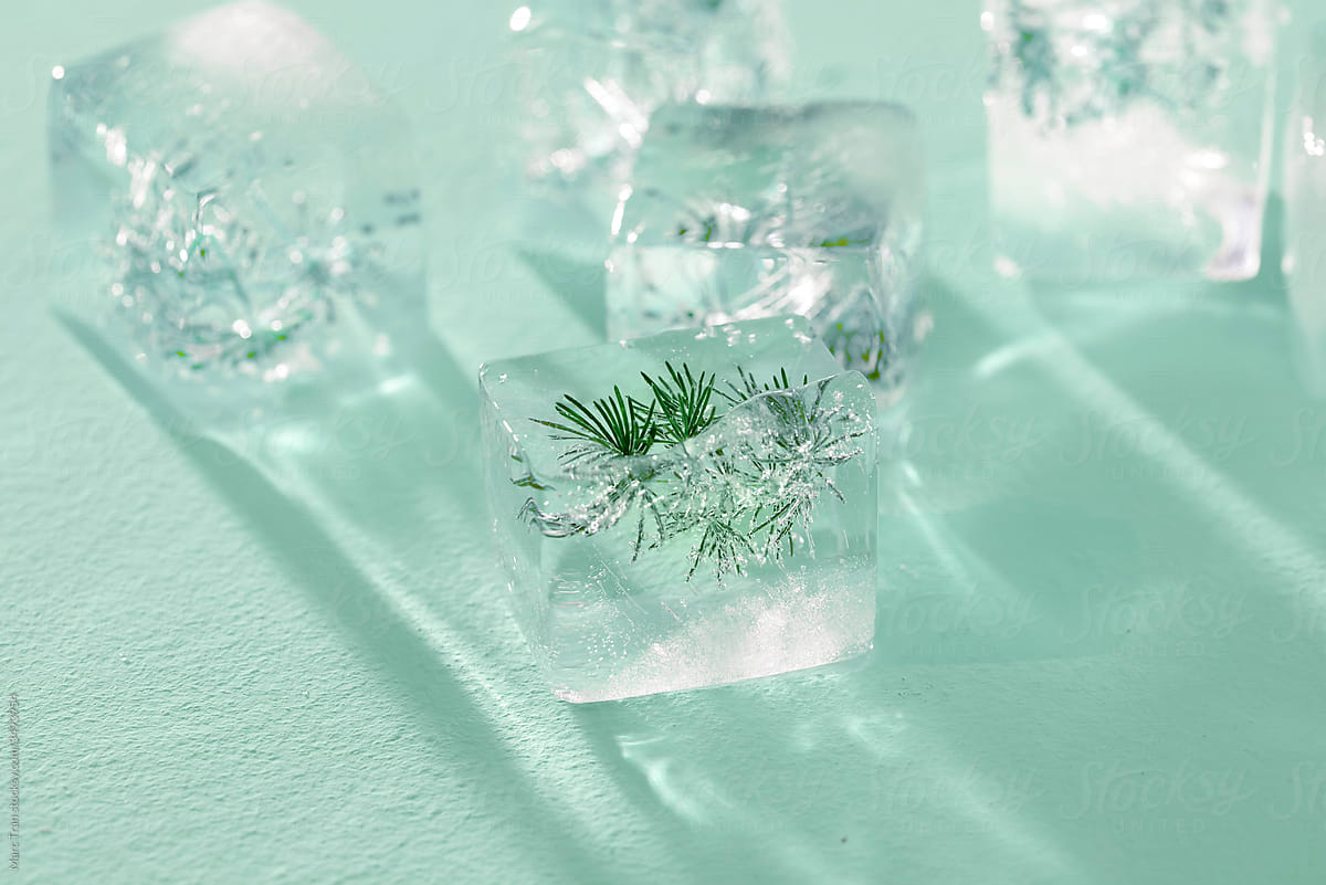 small, white flowers in ice cubes
