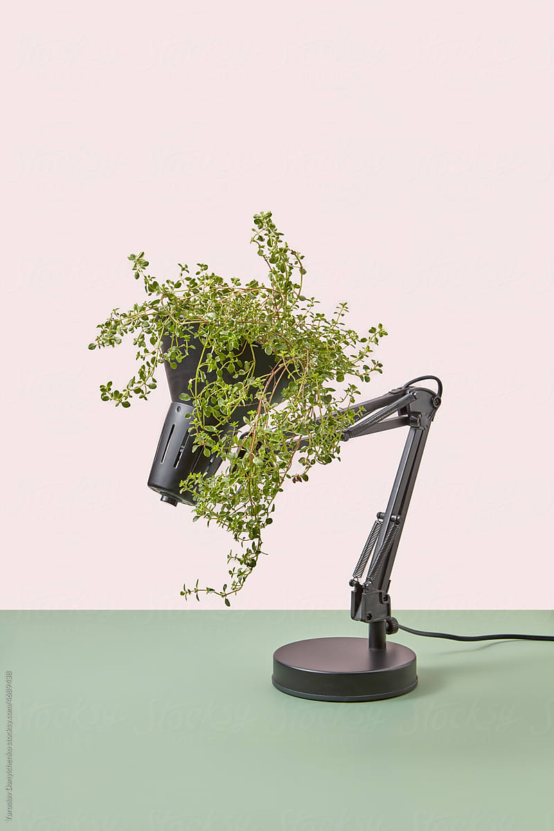 Office lamp with green plant