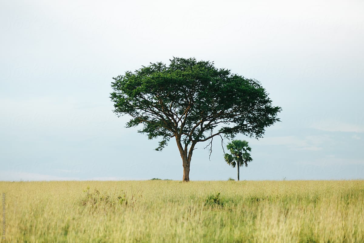 Two Trees in Uganda Africa