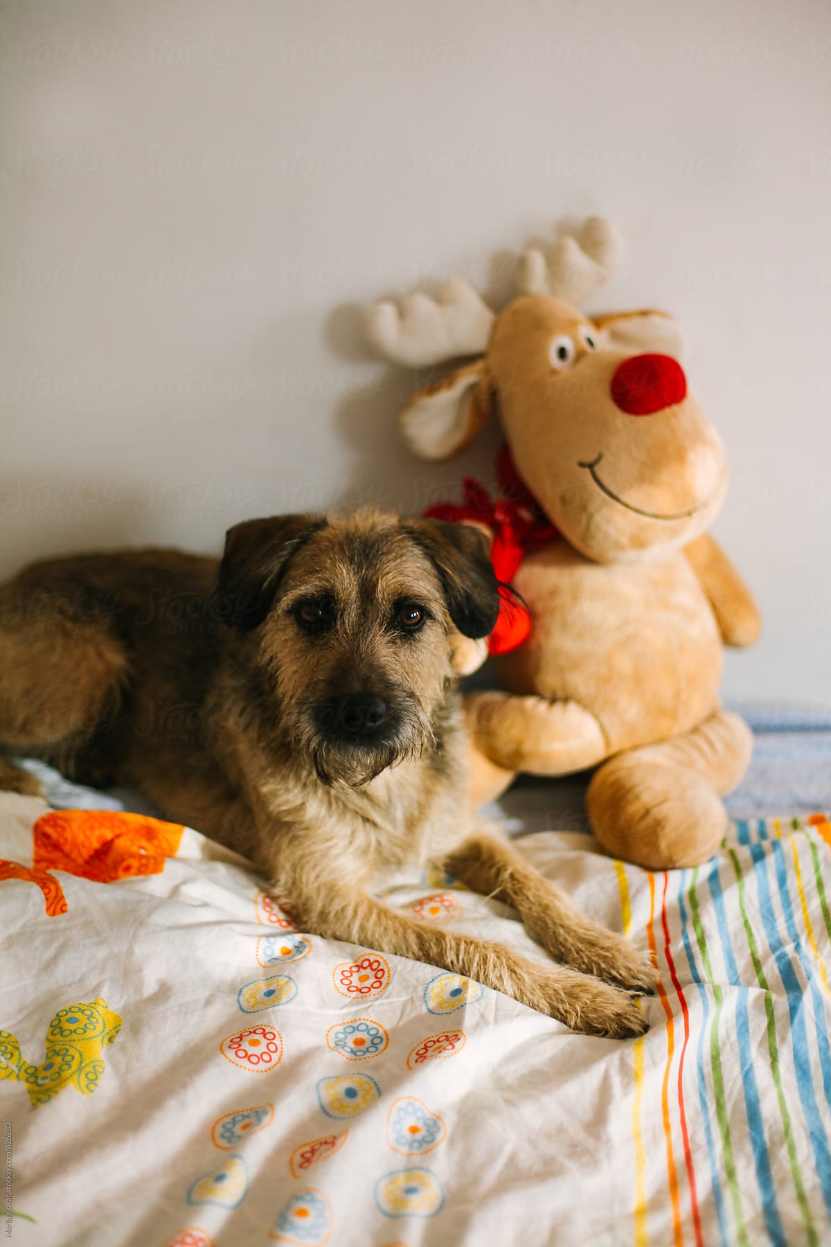Cute dog lying with his reindeer toy - vertical