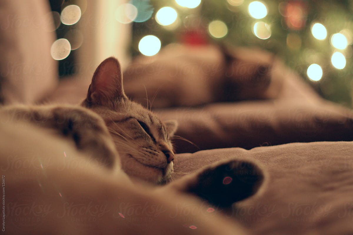 Cat Nap with beautiful lights
