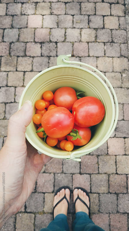 Woman holding a small bucket with tomatoes, freshly plucked from the veggie garden
