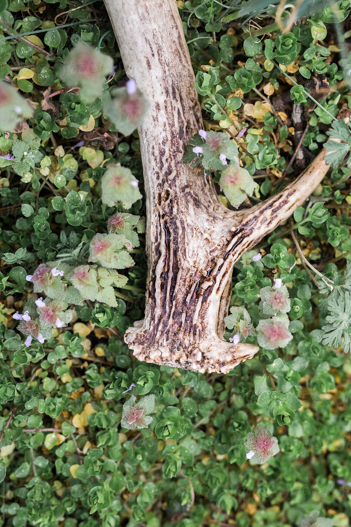 Deer antler shed on ground in clover patch close up