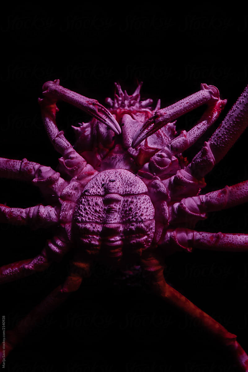 Marine Creature - Spider Crab