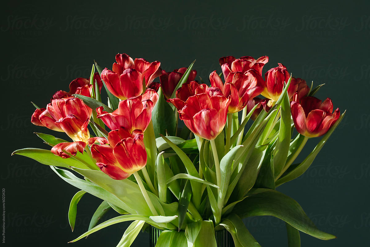 Tulips in Vase on Dark Background