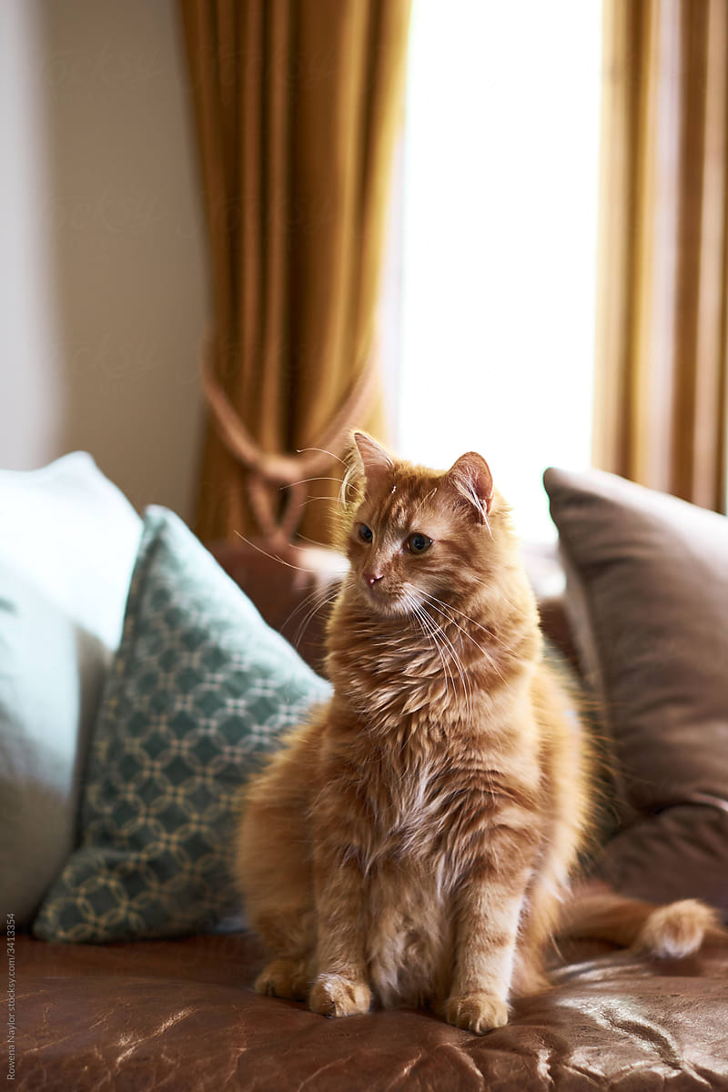 Fluffy ginger cat sitting on lounge