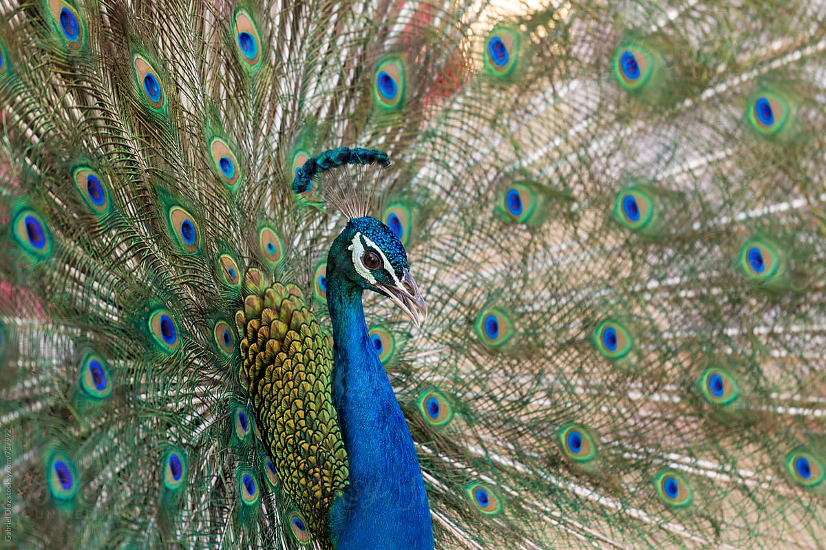 Colorful \'Blue Ribbon\' Peacock in full feather