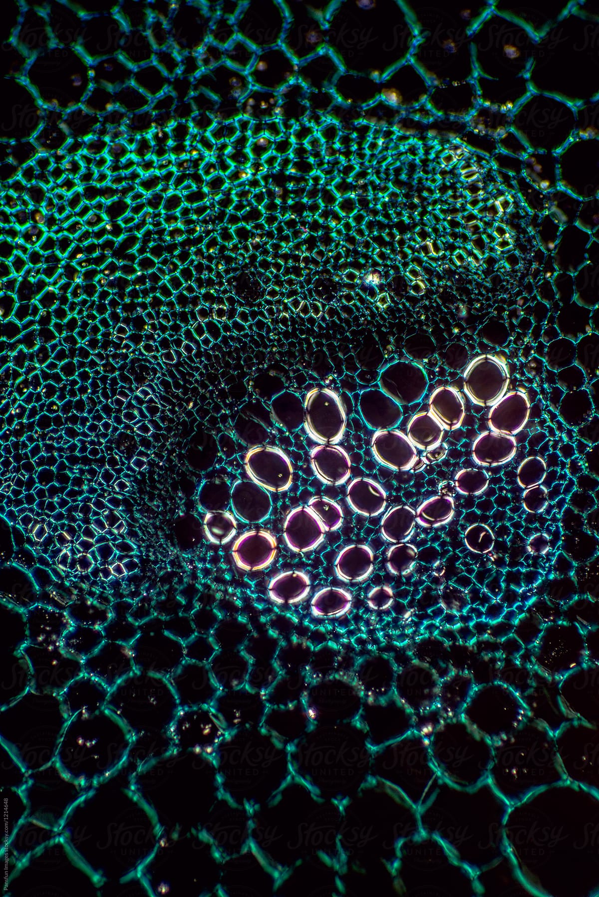 Stem Collenchyma plant cells