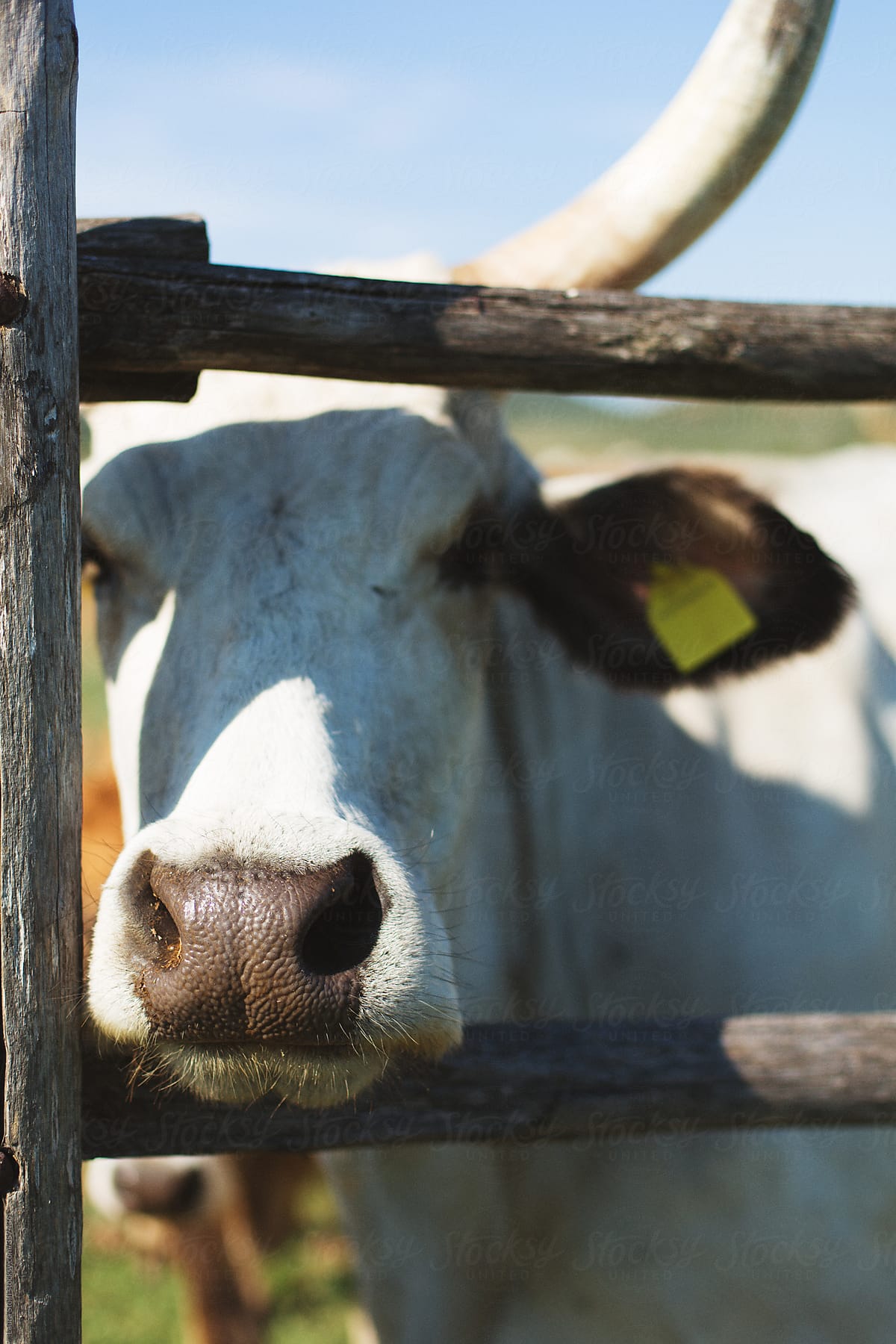 Close up of horny maremanna cow muzzle through fence with focus on the nose