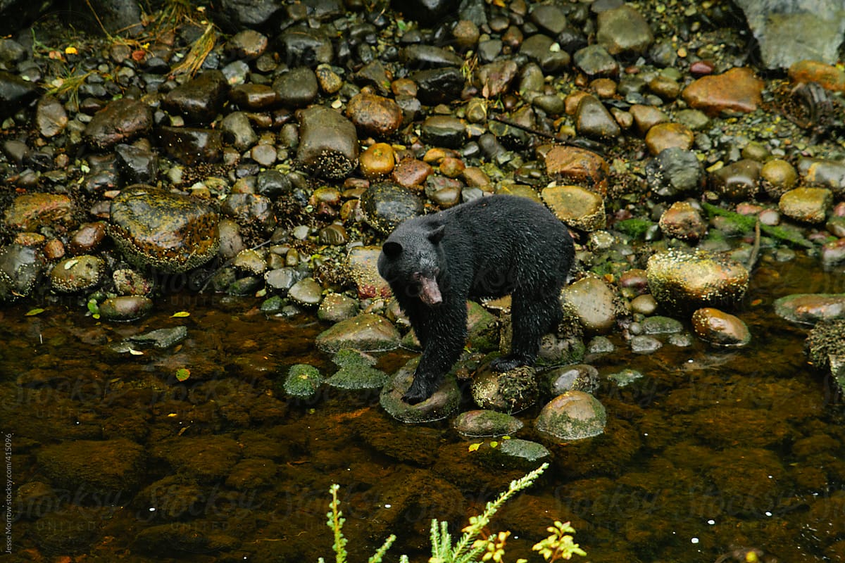 Black Bear in river