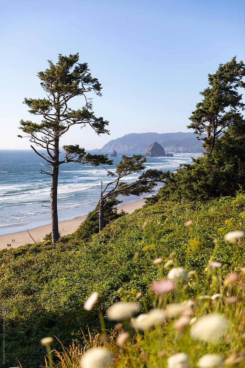 Beach coast wildflower Oregon nature landscape