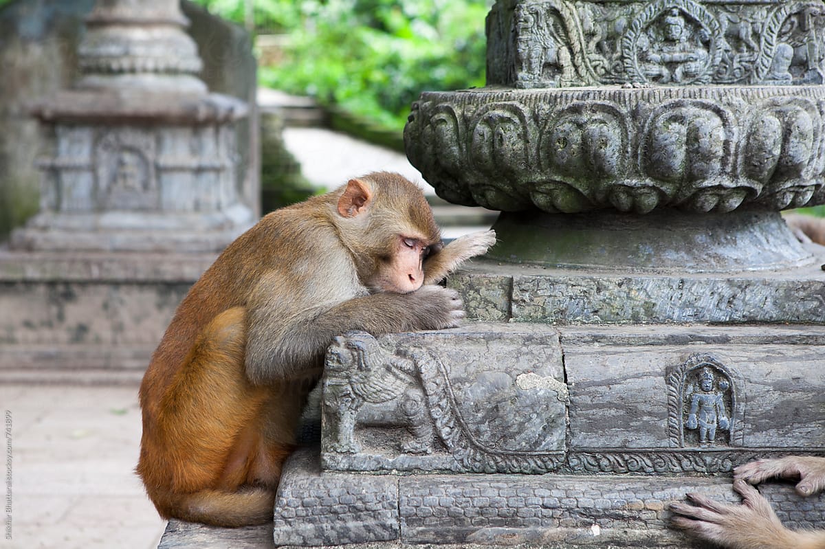 Too tired for monkey business.