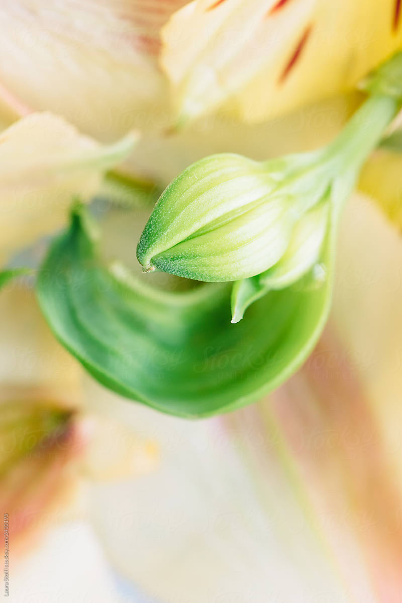 Extreme close up of Alstroemeria closed bud against yellow petals