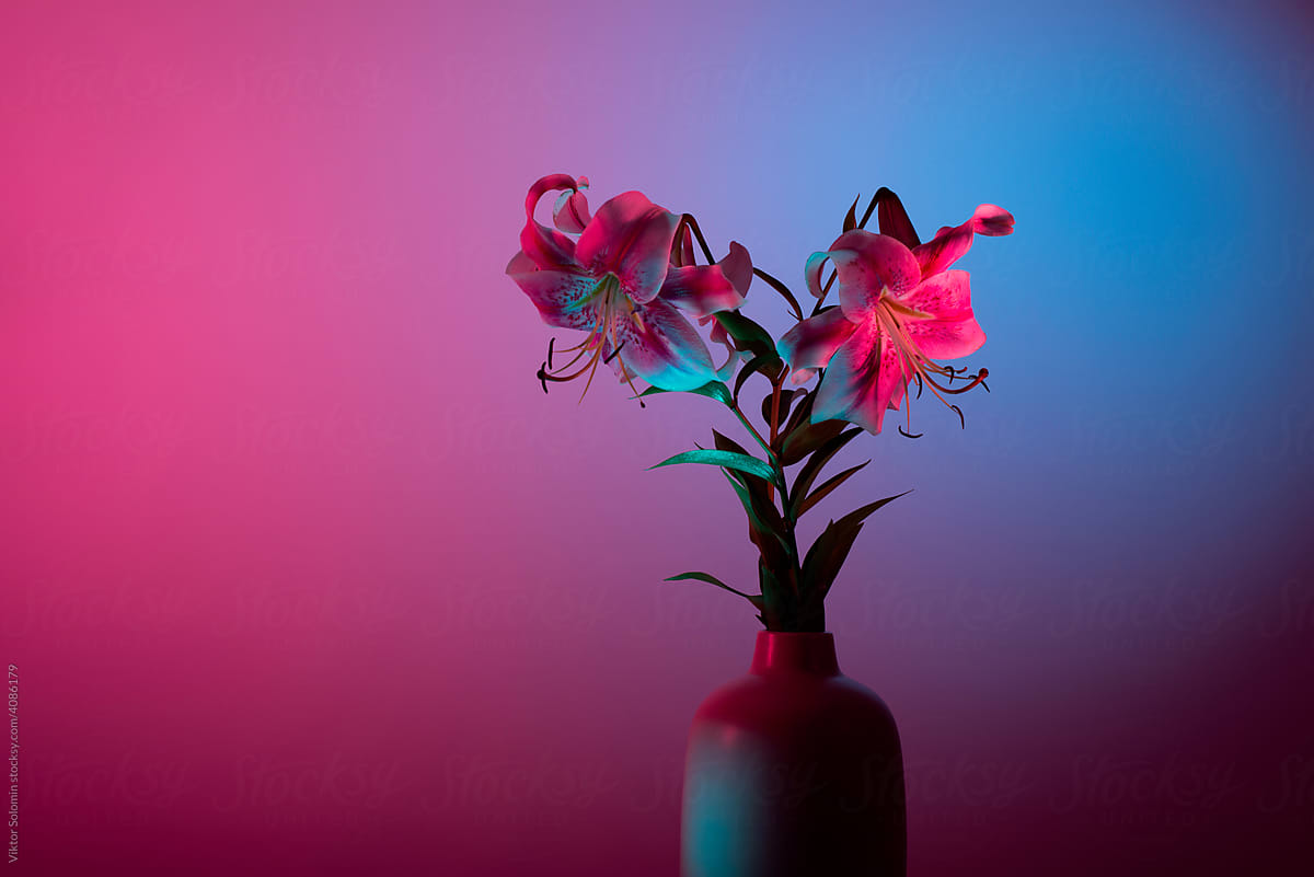 Elegant Japanese lilies bouquet in vase pink blue color