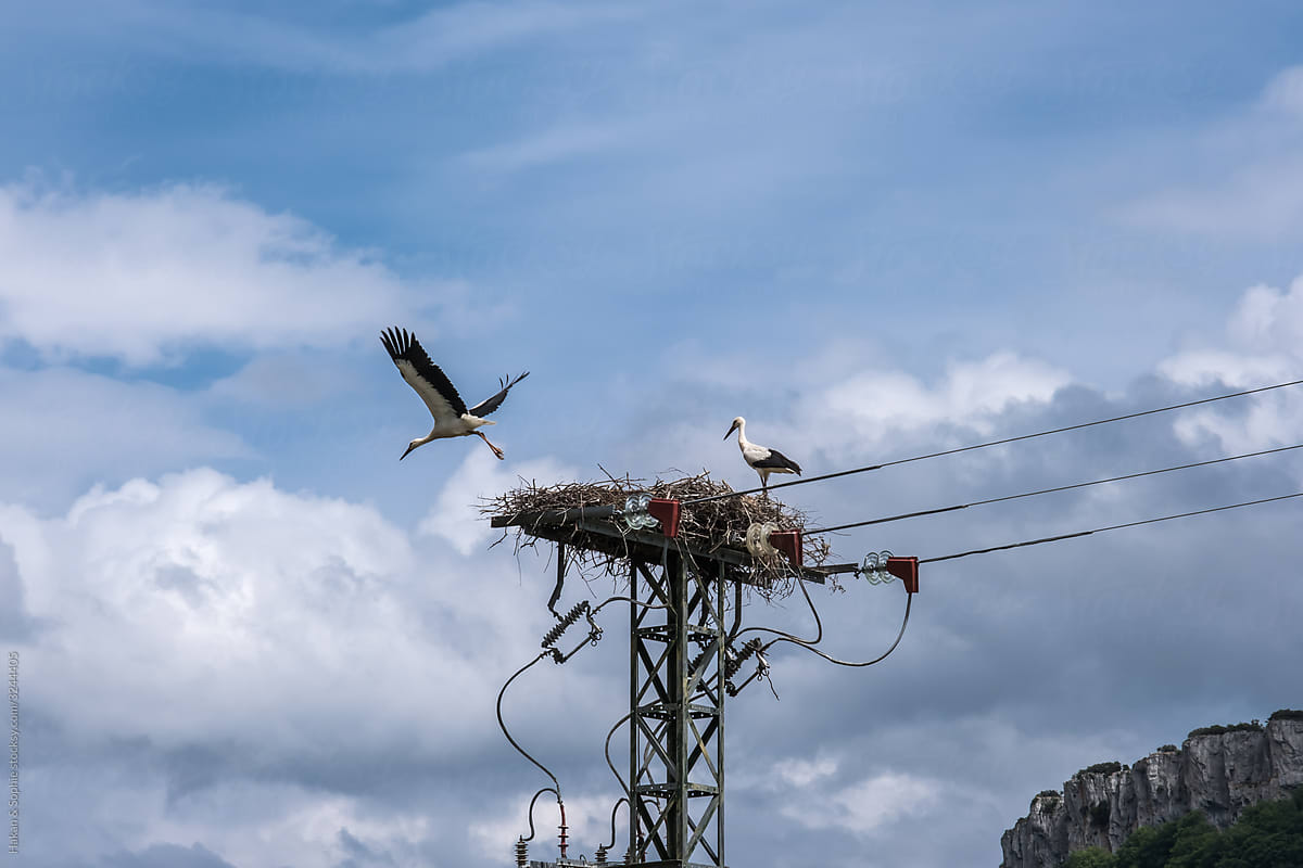 a couple of stork and their nest on an electric pole